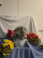 Randy, a male Havapoo for sale in Beach City, OH – 7 of 9