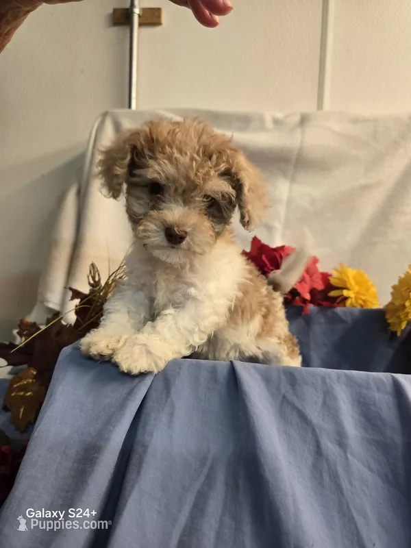 Buddy – Havapoo puppy for sale in Beach City, OH