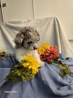 Randy, a male Havapoo for sale in Beach City, OH – 8 of 9
