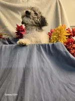 Randy, a male Havapoo for sale in Beach City, OH – 9 of 9