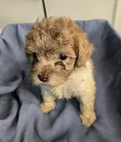 Buddy, a male Havapoo for sale in Beach City, OH – 8 of 10