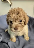 Buddy, a male Havapoo for sale in Beach City, OH – 7 of 10