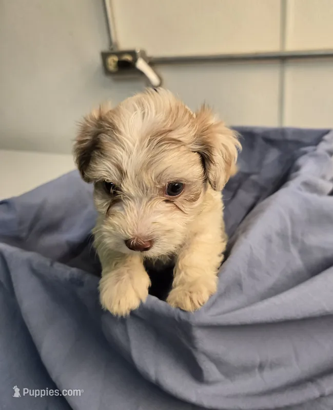 Ricky – Havapoo puppy for sale in Beach City, OH
