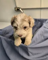 Ricky, a male Havapoo for sale in Beach City, OH – 1 of 10