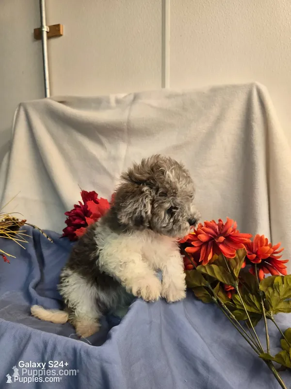 Randy – Havapoo puppy for sale in Beach City, OH