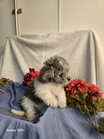 Randy, a male Havapoo for sale in Beach City, OH – 5 of 9