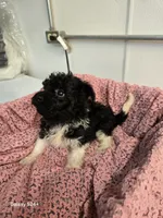 Sally, a female Havapoo for sale in Beach City, OH – 10 of 10