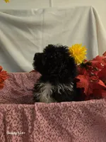 Sally, a female Havapoo for sale in Beach City, OH – 7 of 10
