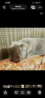 Pup1 , a male French Bulldog for sale in Irwin, PA – 6 of 9