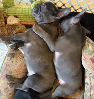 Pup1 , a male French Bulldog for sale in Irwin, PA – 4 of 9