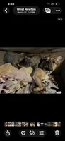 Pup1 , a male French Bulldog for sale in Irwin, PA – 5 of 9