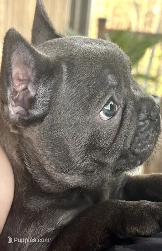 Pup1  – French Bulldog puppy for sale in Irwin, PA