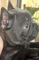 Pup1 , a male French Bulldog for sale in Irwin, PA – 1 of 9