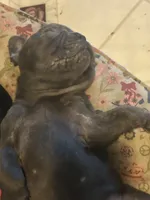 Pup1 , a male French Bulldog for sale in Irwin, PA – 2 of 9