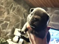 Pup1 , a male French Bulldog for sale in Irwin, PA – 8 of 9