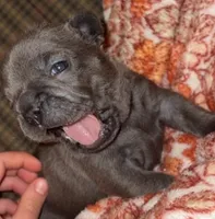 Pup1 , a male French Bulldog for sale in Irwin, PA – 7 of 9