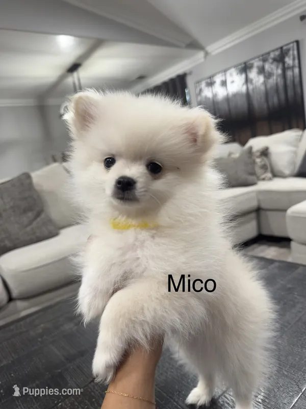 Mico – Pomeranian puppy for sale in Hanford, CA