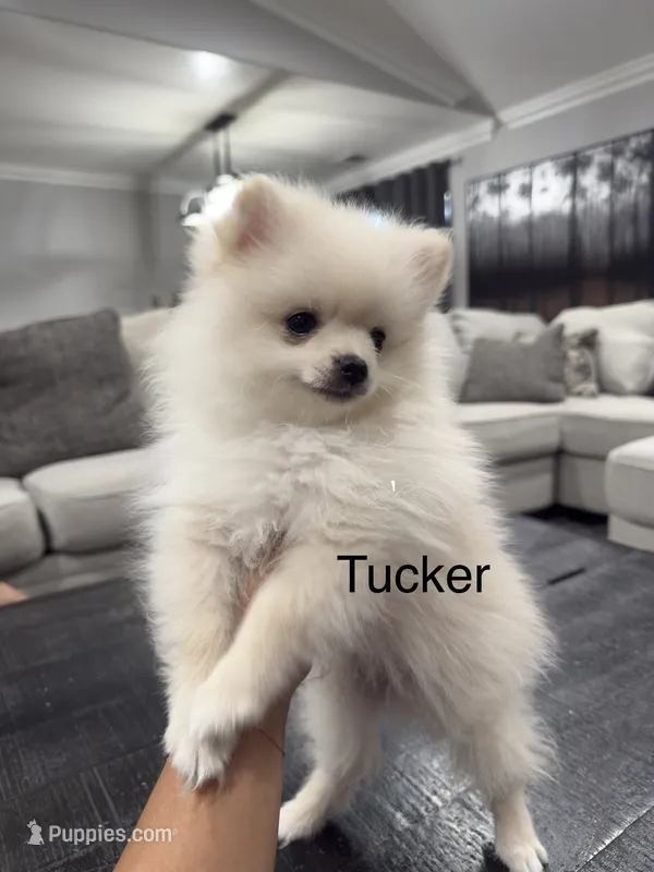Tucker – Pomeranian puppy for sale in Hanford, CA