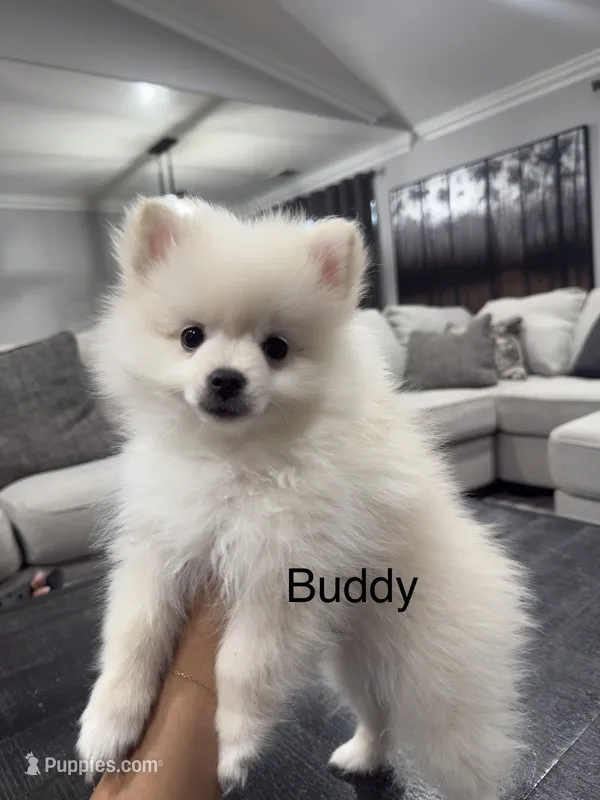 Buddy – Pomeranian puppy for sale in Hanford, CA