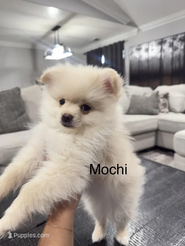 Mochi – Pomeranian puppy for sale in Hanford, CA