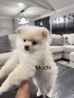 Mochi, a male Pomeranian for sale in Hanford, CA – 1 of 1