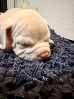 Calypso, a female American Bully for sale in Indianapolis, IN – 4 of 7