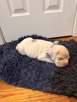 Calypso, a female American Bully for sale in Indianapolis, IN – 7 of 7