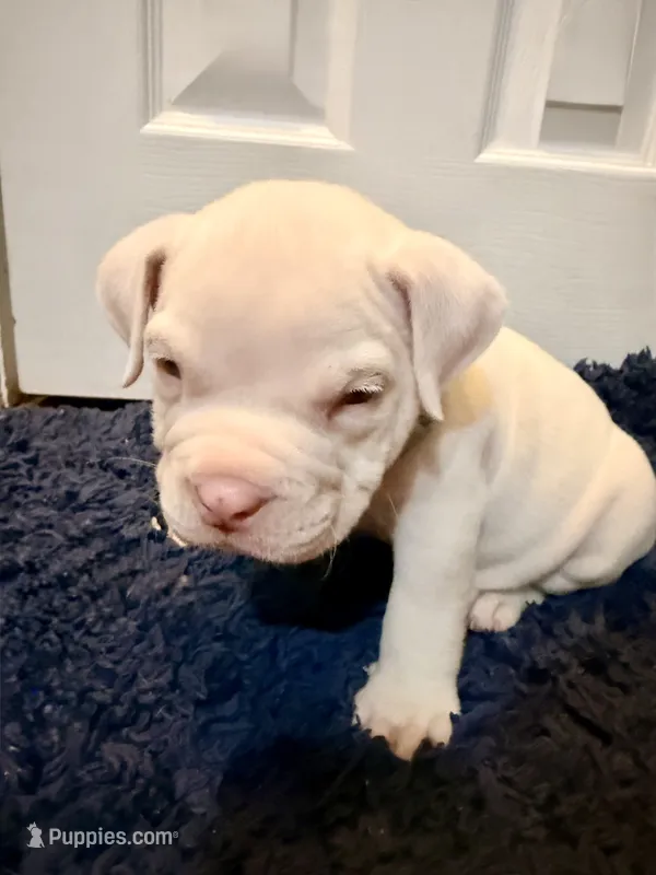 Calypso – American Bully puppy for sale in Indianapolis, IN