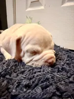 Calypso, a female American Bully for sale in Indianapolis, IN – 2 of 7