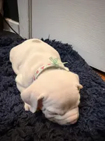 Calypso, a female American Bully for sale in Indianapolis, IN – 5 of 7