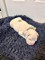 Calypso, a female American Bully for sale in Indianapolis, IN – 6 of 7