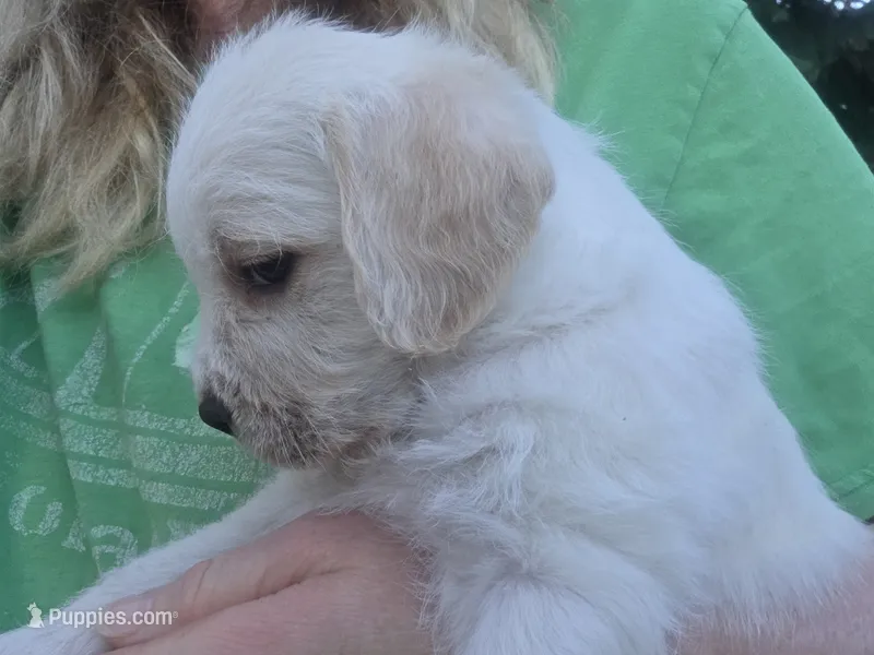 Zeppelin  – Cane Corso, Lagotto Romagnolo puppy for sale in Horseshoe Bend, ID