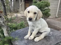 Sonny, a male Golden Retriever and Labrador Retriever for sale in Horseshoe Bend, ID – 7 of 10