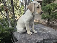 Sonny, a male Golden Retriever and Labrador Retriever for sale in Horseshoe Bend, ID – 9 of 10