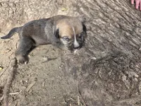 Root Beer, a male Bernese Mountain Dog and Cane Corso for sale in Horseshoe Bend, ID – 6 of 10