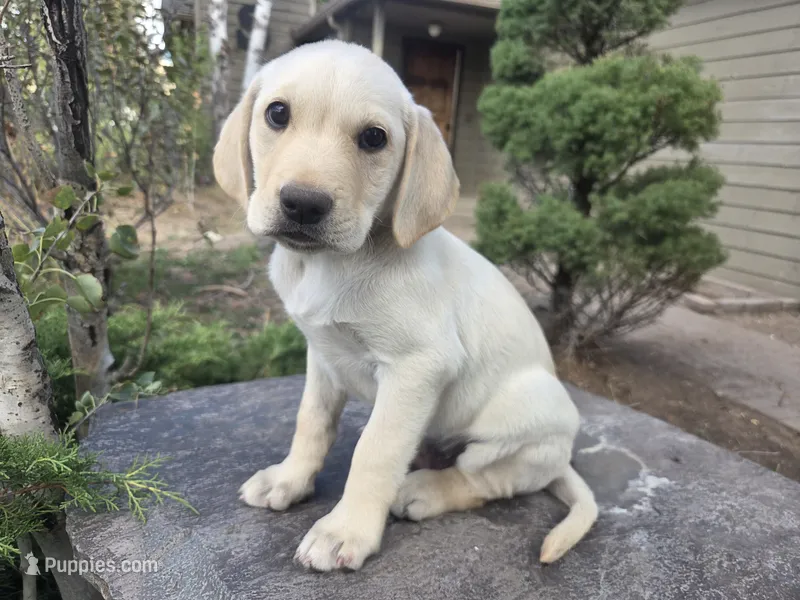 Sonny – Golden Retriever, Labrador Retriever puppy for sale in Horseshoe Bend, ID
