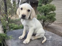 Sonny, a male Golden Retriever and Labrador Retriever for sale in Horseshoe Bend, ID – 1 of 10
