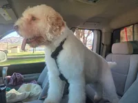 Elvis, a male Cane Corso and Lagotto Romagnolo for sale in Horseshoe Bend, ID – 10 of 10