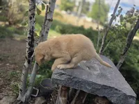Barbie, a female Golden Retriever and Labrador Retriever for sale in Horseshoe Bend, ID – 8 of 8