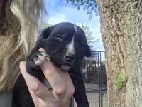 Cola, a female Bernese Mountain Dog and Cane Corso for sale in Horseshoe Bend, ID – 5 of 8