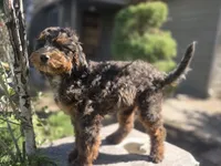 Virginia, a female Golden Mountain Doodle for sale in Horseshoe Bend, ID – 6 of 10