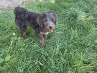 Virginia, a female Golden Mountain Doodle for sale in Horseshoe Bend, ID – 4 of 7
