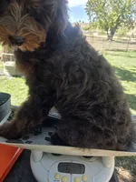 Virginia, a female Golden Mountain Doodle for sale in Horseshoe Bend, ID – 8 of 10
