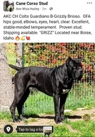 Beatle, a male Cane Corso and Lagotto Romagnolo for sale in Horseshoe Bend, ID – 7 of 8