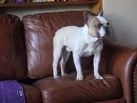 Meatball (Stud), a male French Bulldog for sale in Horseshoe Bend, ID – 4 of 10