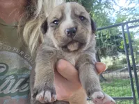Tator, a male Bernese Mountain Dog and Cane Corso for sale in Horseshoe Bend, ID – 1 of 6