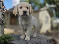 Rolly, a male Golden Retriever and Labrador Retriever for sale in Horseshoe Bend, ID – 2 of 10