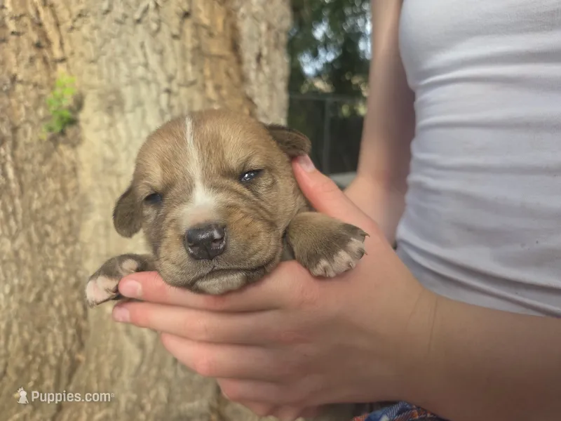 Nugget – Bernese Mountain Dog, Cane Corso puppy for sale in Horseshoe Bend, ID