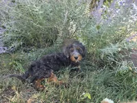 Virginia, a female Golden Mountain Doodle for sale in Horseshoe Bend, ID – 3 of 7