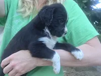 Beatle, a male Cane Corso and Lagotto Romagnolo for sale in Horseshoe Bend, ID – 1 of 8